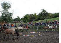 Endring Hengstfohlen