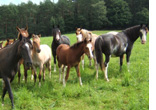 unsere Herde