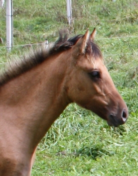 Caramelita im Sept. 14