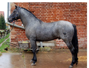Espinillo mit ca. 4 Jahren