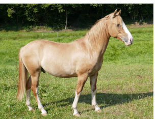 Bolero mit 15 Monaten