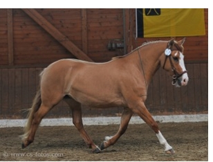 Elo mit 3 Jahren (CS Fotos)