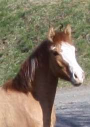 Eldorada