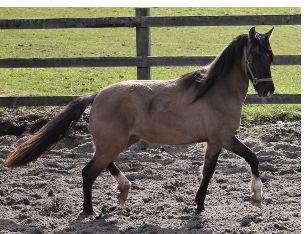Pizarro mit 2 Jahren, fotografiert von Petra Williams