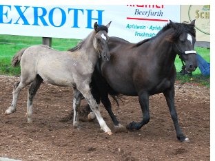 Pizarro (4 Monate) und Alada