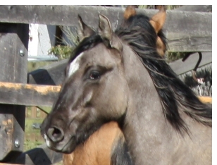 Pizarro mit 1 Jahr