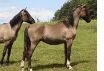 Pizarro
