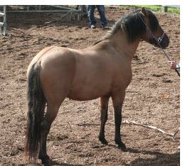 Spirit mit 3 Jahren
