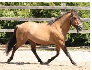 Spirit mit 5 Jahren