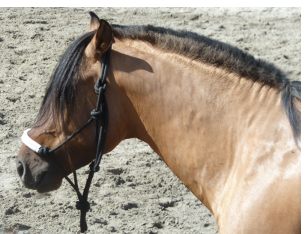 Spirit mit 5 Jahren