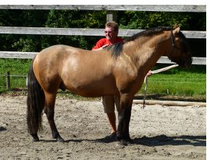 Spirit mit 5 Jahren