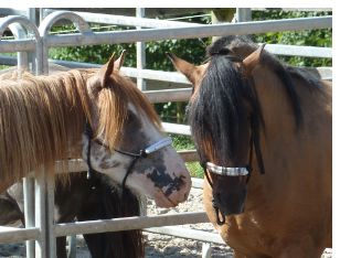Spirit mit 3 Jahren