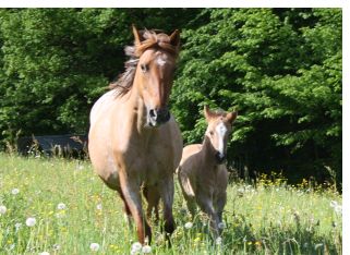 Talvina und Babieco