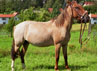 Talvina